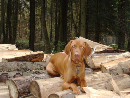 Kurzhaariger Ungarischer Vorstehhund Vigo der Holzfäller