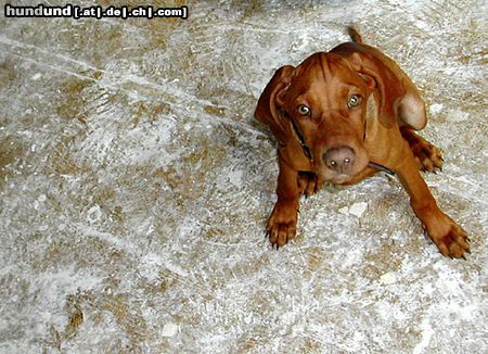 Kurzhaariger Ungarischer Vorstehhund bruno auf baustelle