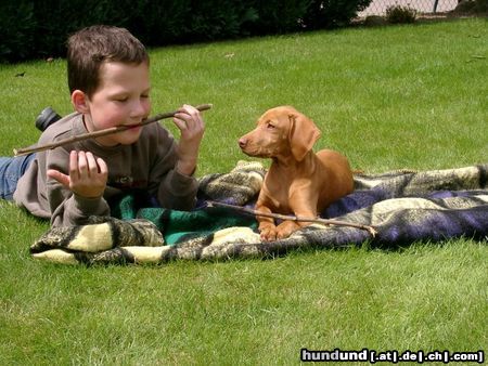 Kurzhaariger Ungarischer Vorstehhund together