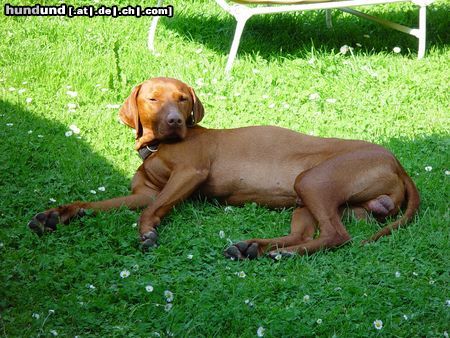 Kurzhaariger Ungarischer Vorstehhund so lässt`s sich aushalten