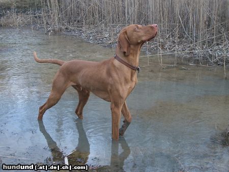 Kurzhaariger Ungarischer Vorstehhund Lico auf Vogeljagd...?...Ente...?...