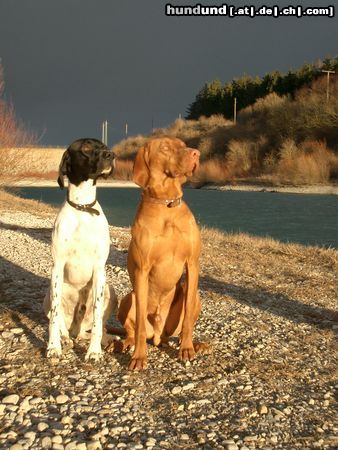 Kurzhaariger Ungarischer Vorstehhund Lico 20 Monate und Ares 17 Monate 