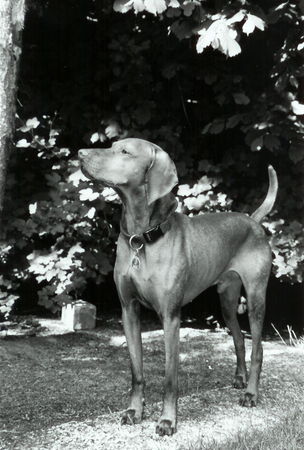 Kurzhaariger Ungarischer Vorstehhund Hutch