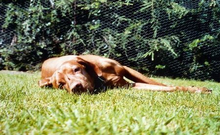 Kurzhaariger Ungarischer Vorstehhund Hutch