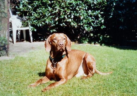 Kurzhaariger Ungarischer Vorstehhund Hutch