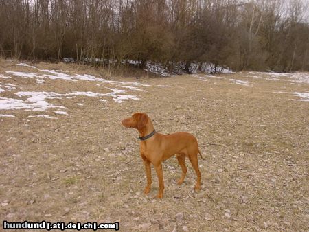 Kurzhaariger Ungarischer Vorstehhund Buffi 9 Jahre