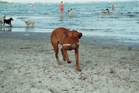 Kurzhaariger Ungarischer Vorstehhund Hallo hier bin ich an der Ostsee.