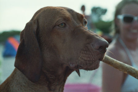 Kurzhaariger Ungarischer Vorstehhund Bin ich nicht hübsch!!