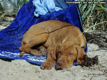 Kurzhaariger Ungarischer Vorstehhund (E)lena mit 12 Wochen nach dem Bade.....