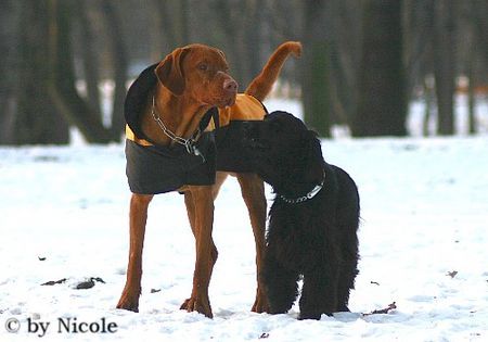 Kurzhaariger Ungarischer Vorstehhund Aicko