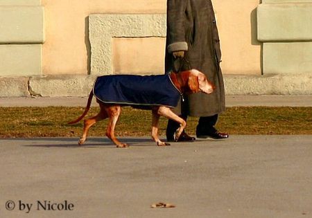 Kurzhaariger Ungarischer Vorstehhund in der Stadt