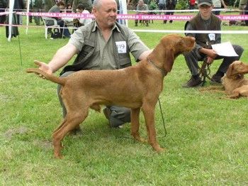 Kurzhaariger Ungarischer Vorstehhund RÁCKERTI  KENNEL