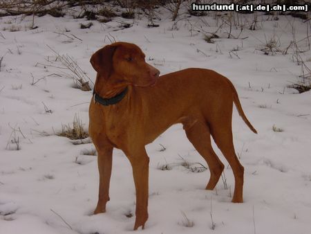 Kurzhaariger Ungarischer Vorstehhund Buffi 9 Jahre