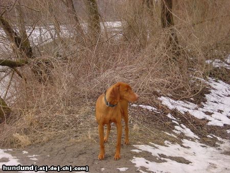 Kurzhaariger Ungarischer Vorstehhund Ich kann ihn gar nicht sehn, den ersten Schnee!