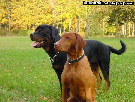 Kurzhaariger Ungarischer Vorstehhund wir sind ein starkes Team!