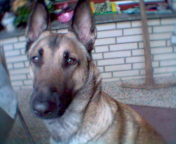 Malinois