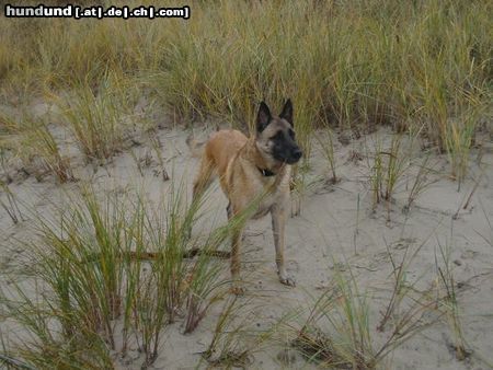 Malinois Hier mal ein Foto von meinem *Mali* scott