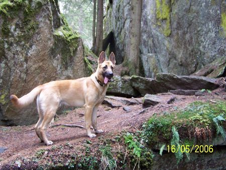 Malinois Joe 