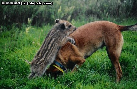 Malinois vertragen sich auch gut mit anderen tieren