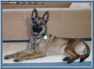 Malinois