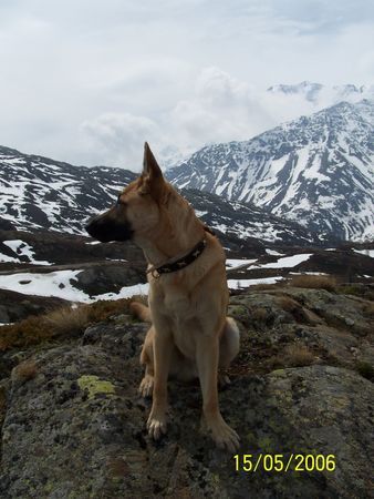 Malinois Joe im Urlaub