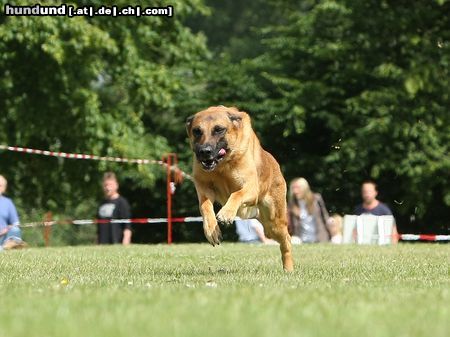 Malinois Hunderennen in Bad Oldesloe Juli 2009