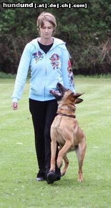 Malinois Kerou