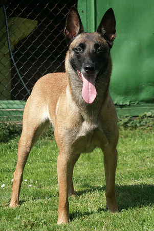 Malinois Enya von der Krähenschmiede