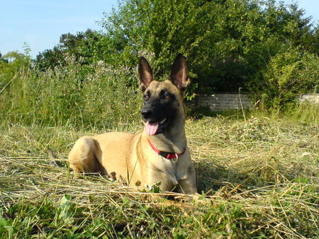 Malinois Haben die schönen Fotos bei den Malis gesehen und wollten euch jetzt auch mal unsere SOMA vorstellen.