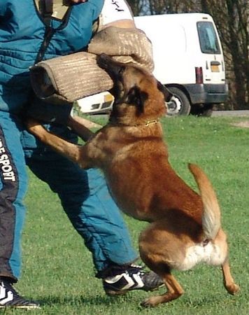 Malinois Xantos van de Lobo Hoeve