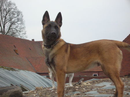 Malinois wo ist der zweite hund???