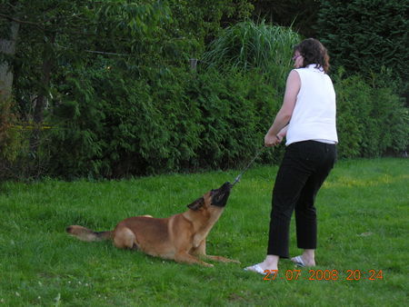 Malinois Nero und sein Ball