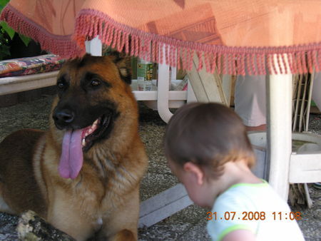 Malinois Nero und Benni 