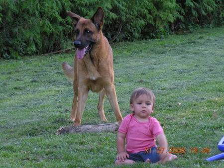 Malinois Nero und Benni beim Spielen