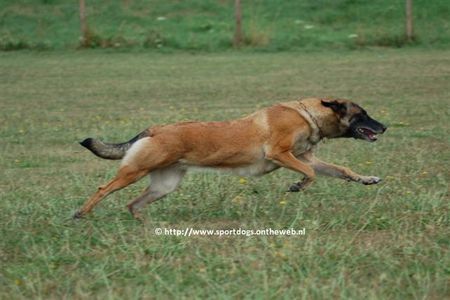 Malinois Xena van de Lobo Hoeve