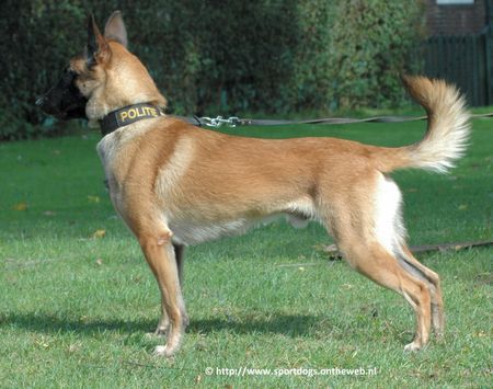 Malinois Xito van de Lobo Hoeve