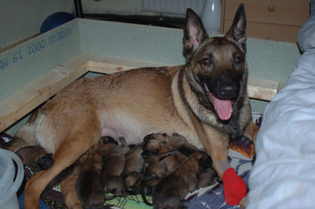 Malinois unser erster wurf