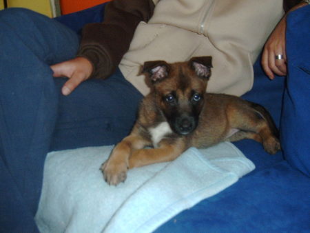 Malinois Molly mit 7 Wochen