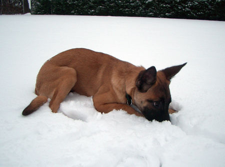 Malinois Elix vom Satansberg...erster Schnee