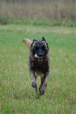 Malinois Fiona - 3J - aus dem Tierschutz (Frankreich)