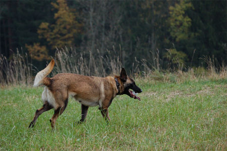 Malinois Fiona - 3J - aus dem Tierschutz (Frankreich)