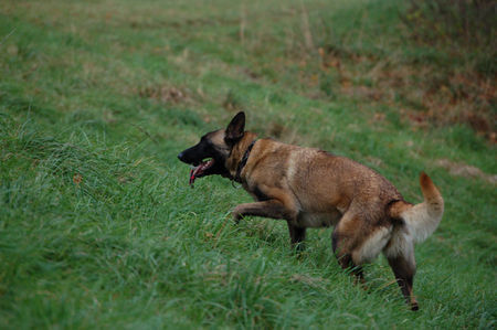 Malinois Fiona - 3J - aus dem Tierschutz (Frankreich)