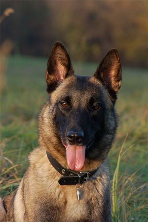 Malinois Fiona - 3J - aus dem Tierschutz (Frankreich)