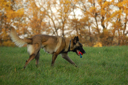 Malinois Fiona - 3J - aus dem Tierschutz (Frankreich)