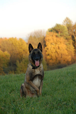 Malinois Fiona - 3J - aus dem Tierschutz (Frankreich)