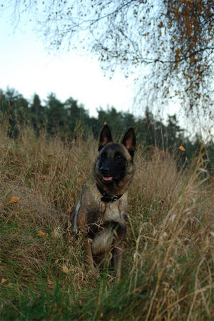 Malinois Fiona - 3J - aus dem Tierschutz (Frankreich)