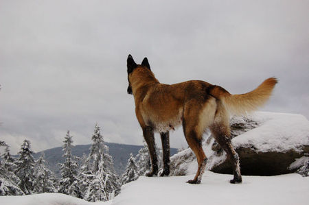 Malinois Fiona 3J.