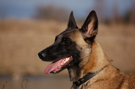 Malinois Fiona 3J.