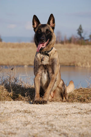 Malinois Fiona 3J.