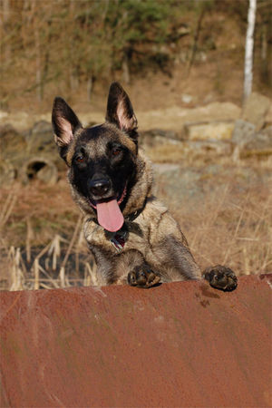 Malinois Fiona 3J.